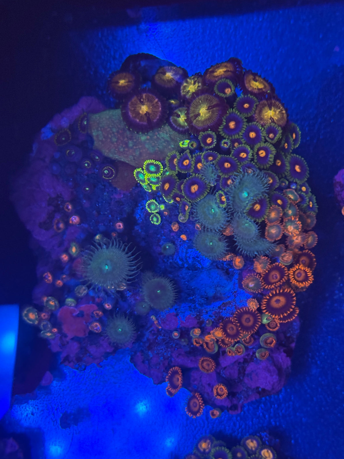 Zoa Garden #3