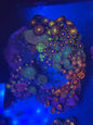 Zoa Garden #3