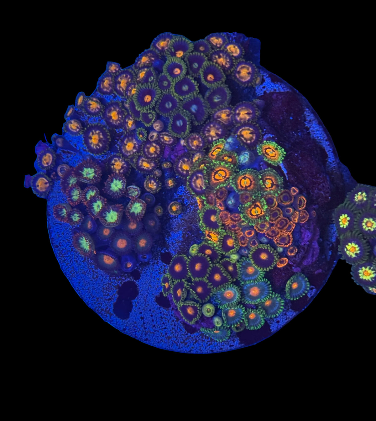 Zoa Garden #2