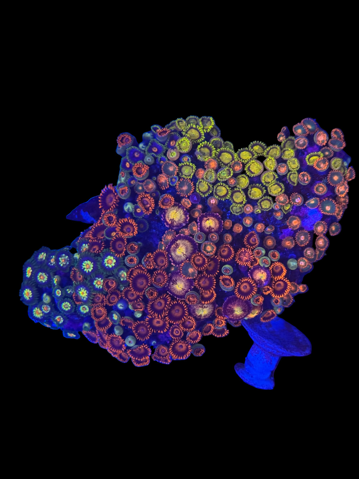 Zoa Garden #1