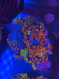 Zoa Garden #5
