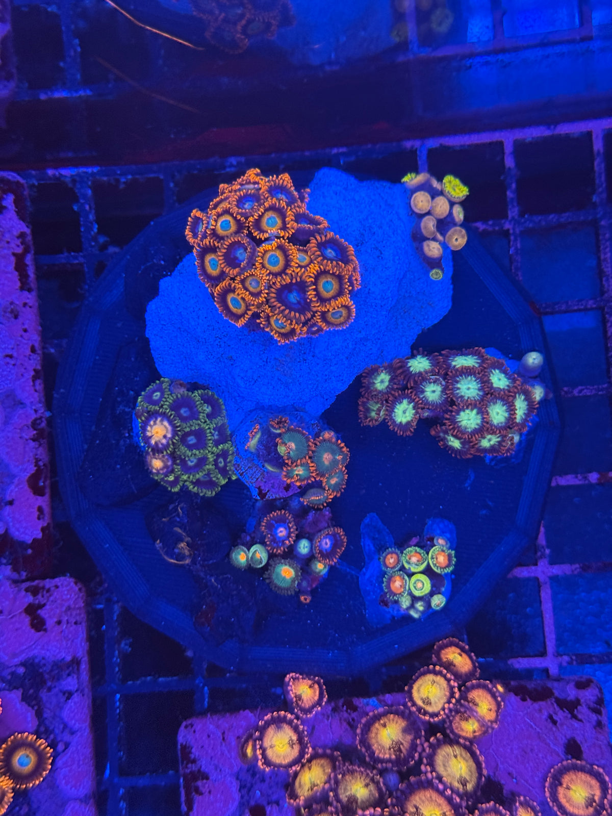 Zoa Garden #4