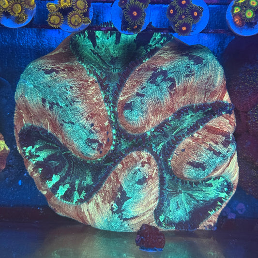 Open Brain Coral #2