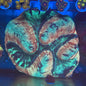 Open Brain Coral #2