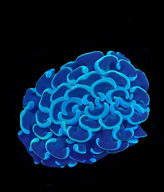 Green/Blue Wall Hammer