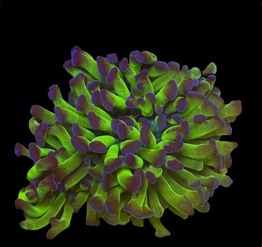 Purple Tip Green Stem Hammer