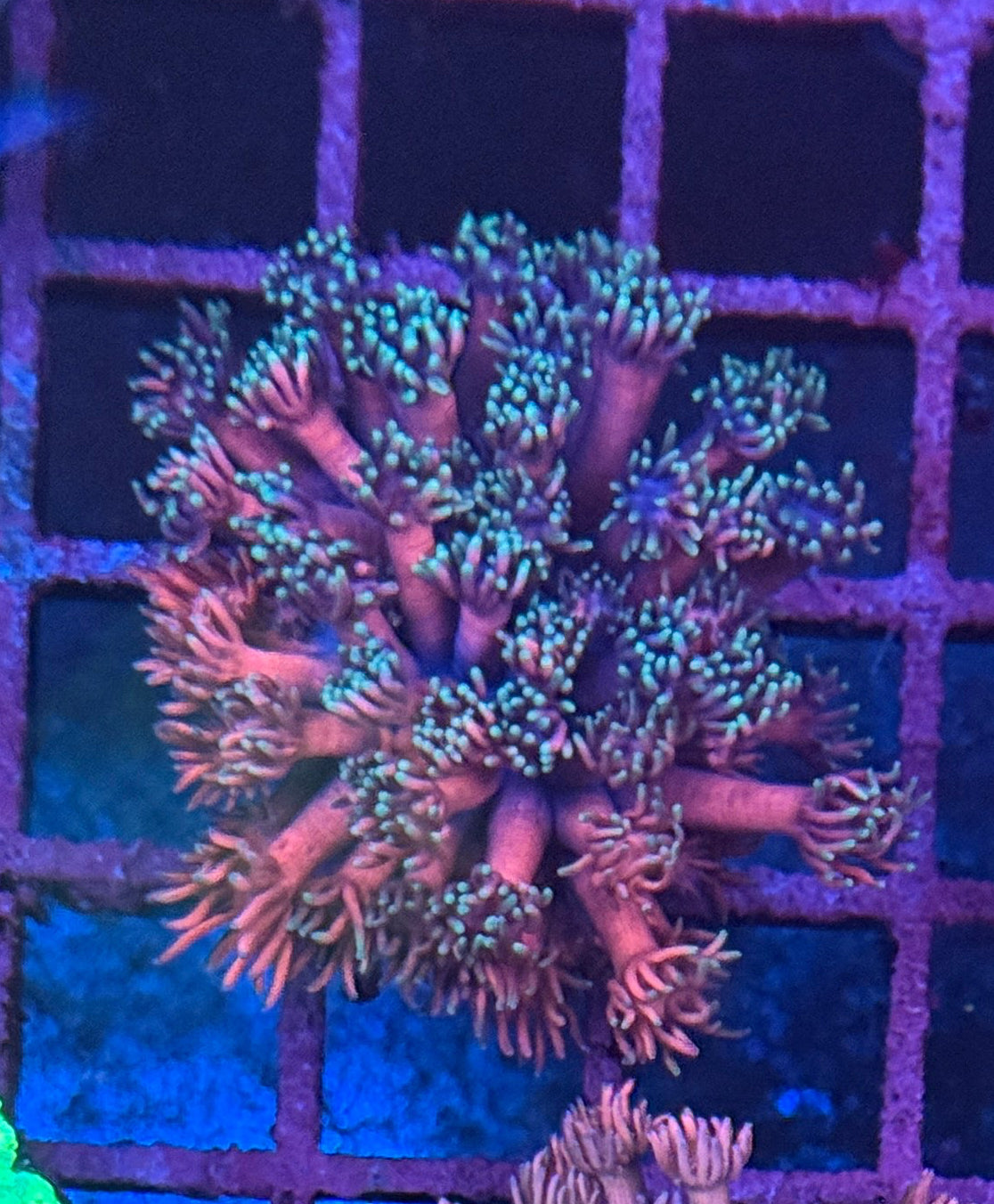 Multi Colour Goniopora #1