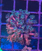 Multi Colour Goniopora #1