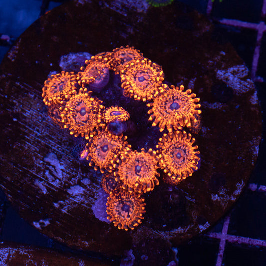 Utter Chaos Zoa