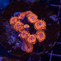 Utter Chaos Zoa