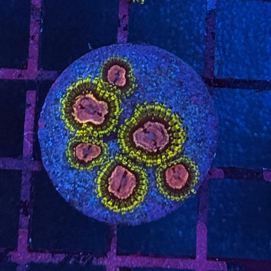 Purple Monster Zoa