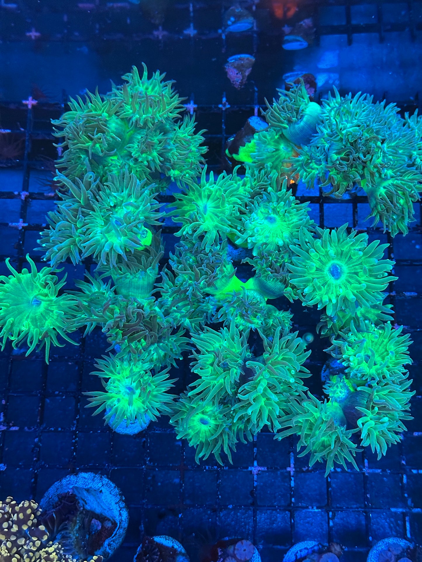 Neon Stem Aussie Duncan (multple heads)