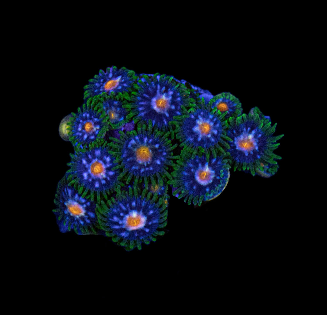 JF Stargazer - Zoa