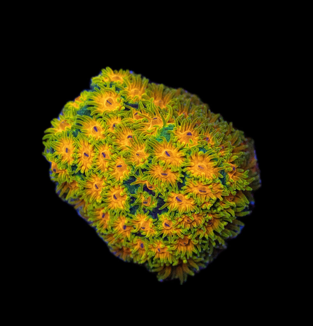 Polkaroo Leptastrea