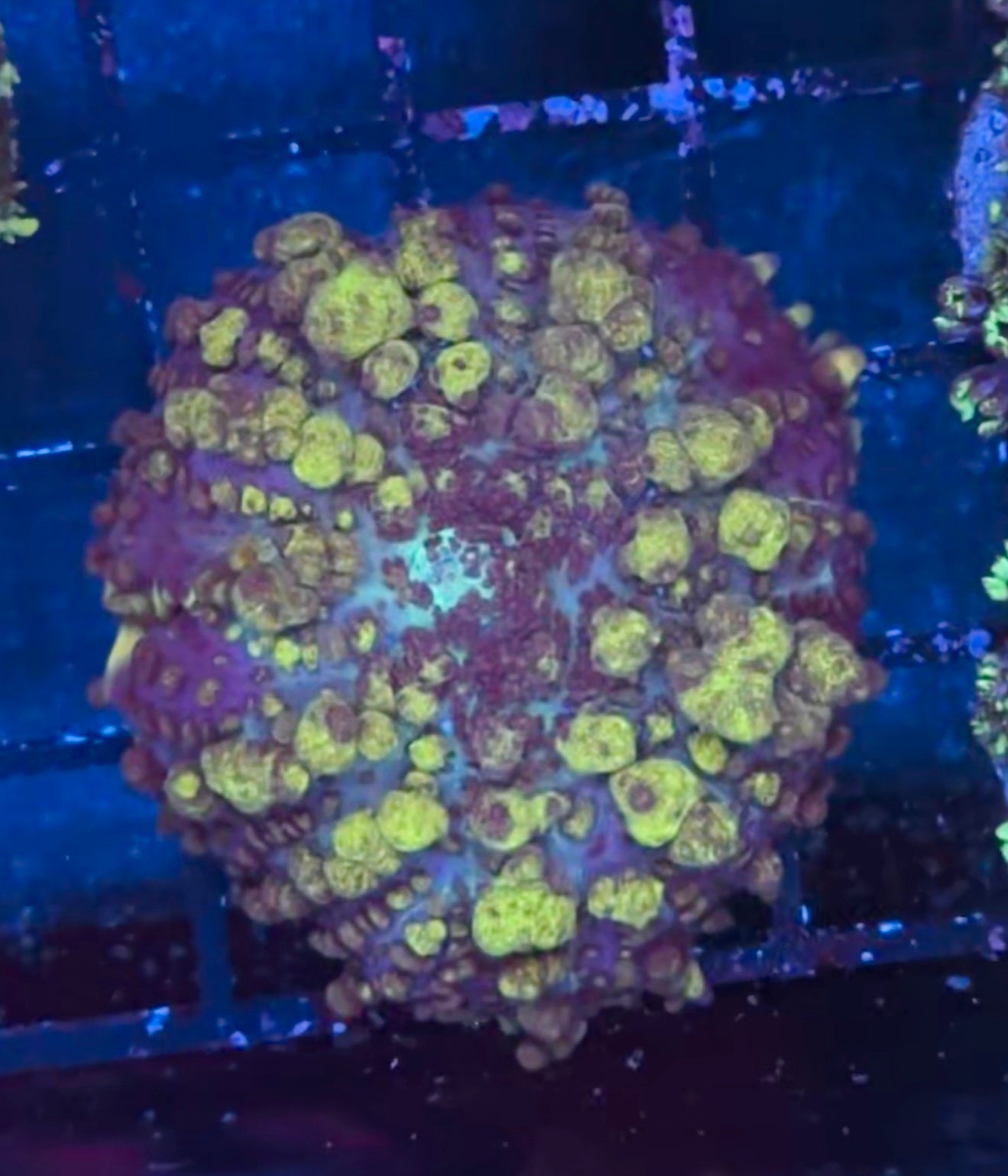Uranium Bounce Mushroom