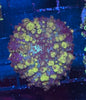 Uranium Bounce Mushroom