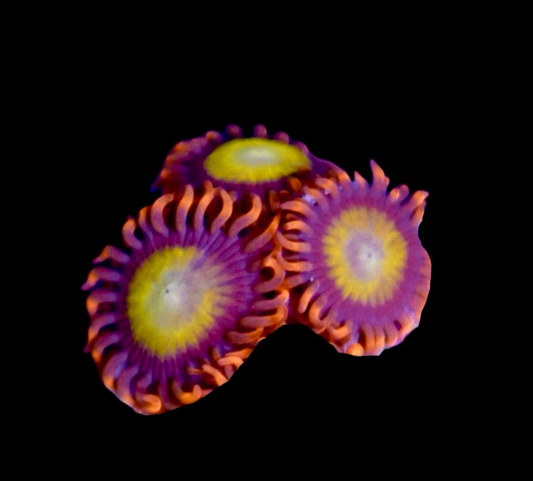 Mickey D Zoa