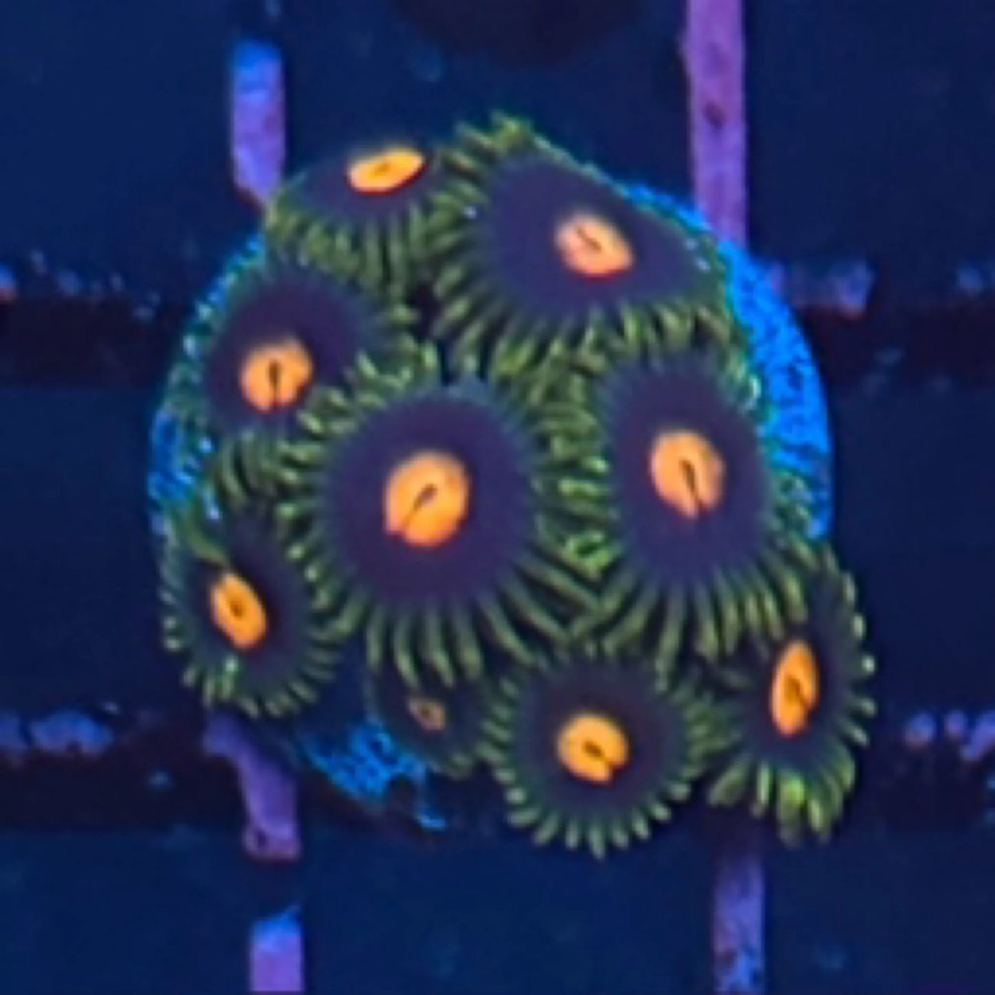 Gorilla Nipples Zoa