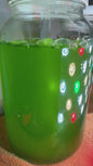 Green Motile Phytoplankton – 500ml